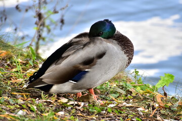 wild ducks on the lake