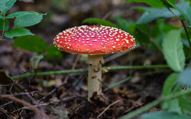 Close-up view of a magnificent Amanita muscaria, commonly known as the fly agaric or fly amanita, with its typical bright red cap dotted with white spots growing in an undergrowth.