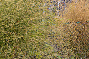 An ornamental plant on a metal fence on an autumn day