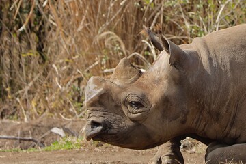 Fototapeta premium rhino in the wild