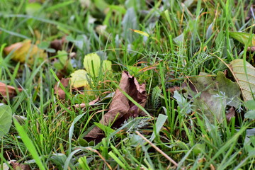 autumn in the mountains, fallen leaves