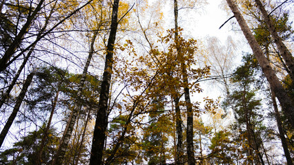 Autumn tree tops