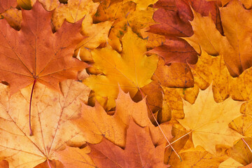 Fototapeta na wymiar Fallen multicolored bright maple leaves, autumn background.