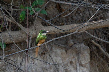 The rufous-tailed jacamar (Galbula ruficauda)