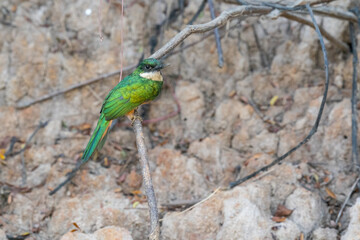 The rufous-tailed jacamar (Galbula ruficauda)