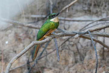 The rufous-tailed jacamar (Galbula ruficauda)