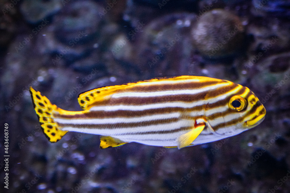 Canvas Prints Indian ocean oriental sweetlips (plectorhinchus vittatus) swimming underwater