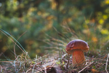 edible cep mushroom grow in coniferous forest