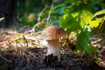 edible cep mushroom grow in forest