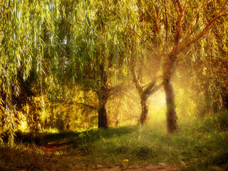 Fototapeta na wymiar Landscape with autumn trees in sunlight. 