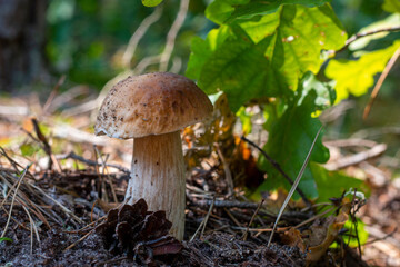 edible cep mushroom grow in wood