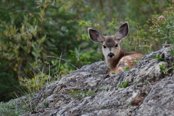 Mule deer fawn hiding in a natural bowl in a rock outcropping Wasatch National Forest Utah near...