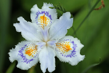 White fringed Japanese iris flower