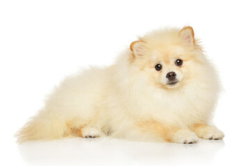 Pomeranian puppy lies on a white background