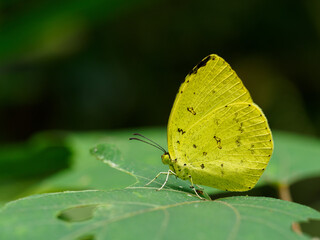 黄色の翅の黄蝶