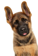 Close-up portrait of Young German Shepherd puppy