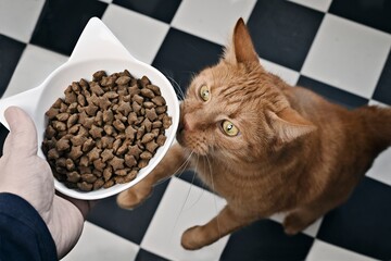 Funny ginger cat  sit up and beg for food.  Personal perspective.