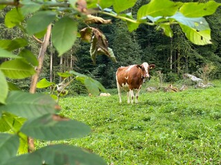 cows grazing in a field