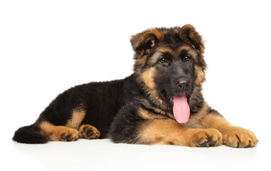 German Shepherd puppy