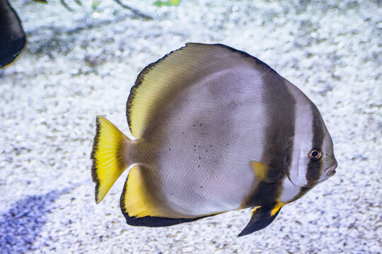 Silver moony (monodactylus argenteus) swimming underwater