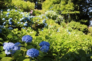 護摩堂山のあじさい（新潟県田上町）