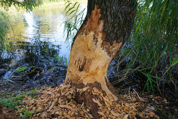 Biberspuren an einem Baumstamm