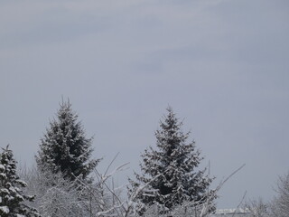 snow covered trees
