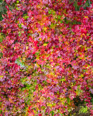 pink flowers in the garden