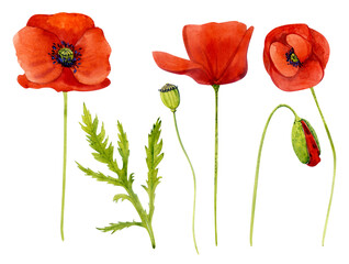 Watercolor clip art. Red poppies, bud and leaves. Spring flowers.