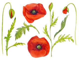 Watercolor clip art. Two red poppies without a stem, buds, leaves. Spring flowers.