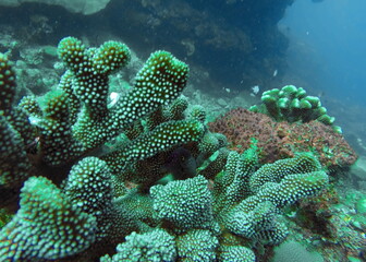 Fototapeta na wymiar Colorful coral on the reef in Fiji