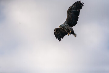 Seeadler Beobachtungen auf den Lofoten