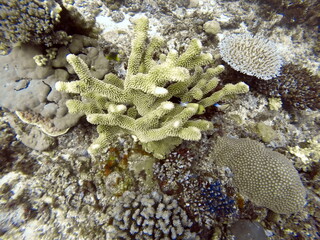 Coral on the reef in Fiji