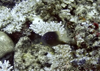 Purple and black spotted fish on the reef in Fiji