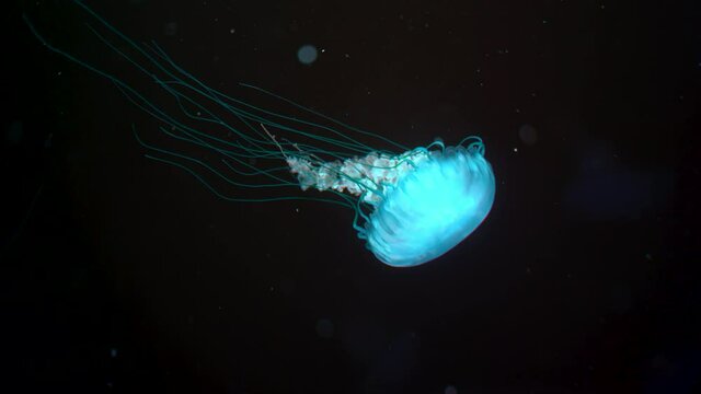 Beautiful jellyfish swimming process details, shot of swimming underwater with black background. Amazing nature, nettle medusa with long tentacles. Calming beautiful footage.