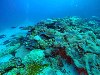 Naklejka na ściany i meble School of blue fish on the reef in Fiji