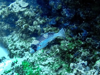Spotted fish on the reef in Fiji