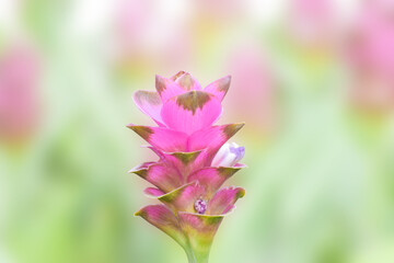 Pathumma or Siam Tulip Purple pink color on the tree beside view at Thailand.