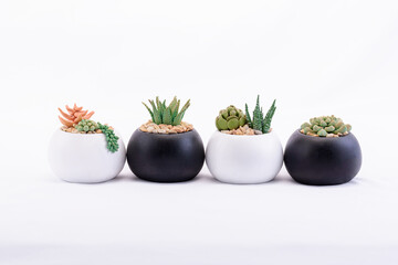 cactus succulent plant, beautiful in black and white pot in white background on smooth surface indoors isolated