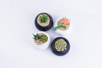 cactus succulent plant, beautiful in black and white pot in white background on smooth surface indoors isolated