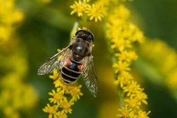 Garten-Keilfleckschwebfliege auf der Goldrute