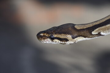 Close up of  constrictor snake searching its surroundings