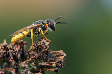 Bienenwolf auf der Jagd