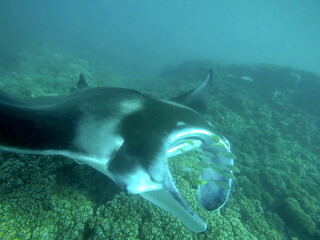 Obraz na płótnie Canvas Manta ray swimming above the reef in Fiji