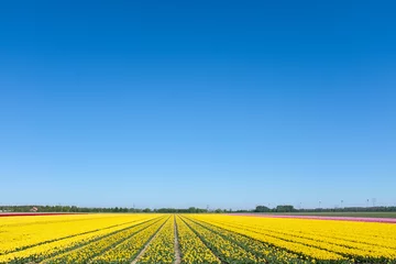 Fotobehang Tulip field, Flevoland Province, The Netherlands © Holland-PhotostockNL