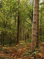 Pine trees in a forest with a path at Newmiller Dam in Wakefield, West Yorkshire.