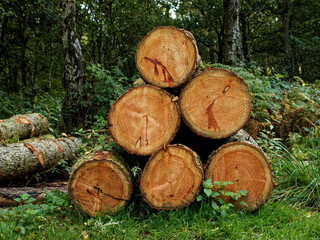 Recently felled trees piled up as cut logs  at Newmiller Dam in Wakefield, West Yorkshire.