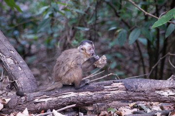 Macaco-prego comendo fruta