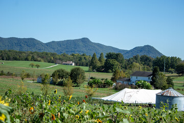 Sunflower Field with mountain rang and sky 