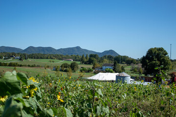 Fototapeta na wymiar Sunflower Field with mountain rang and sky 